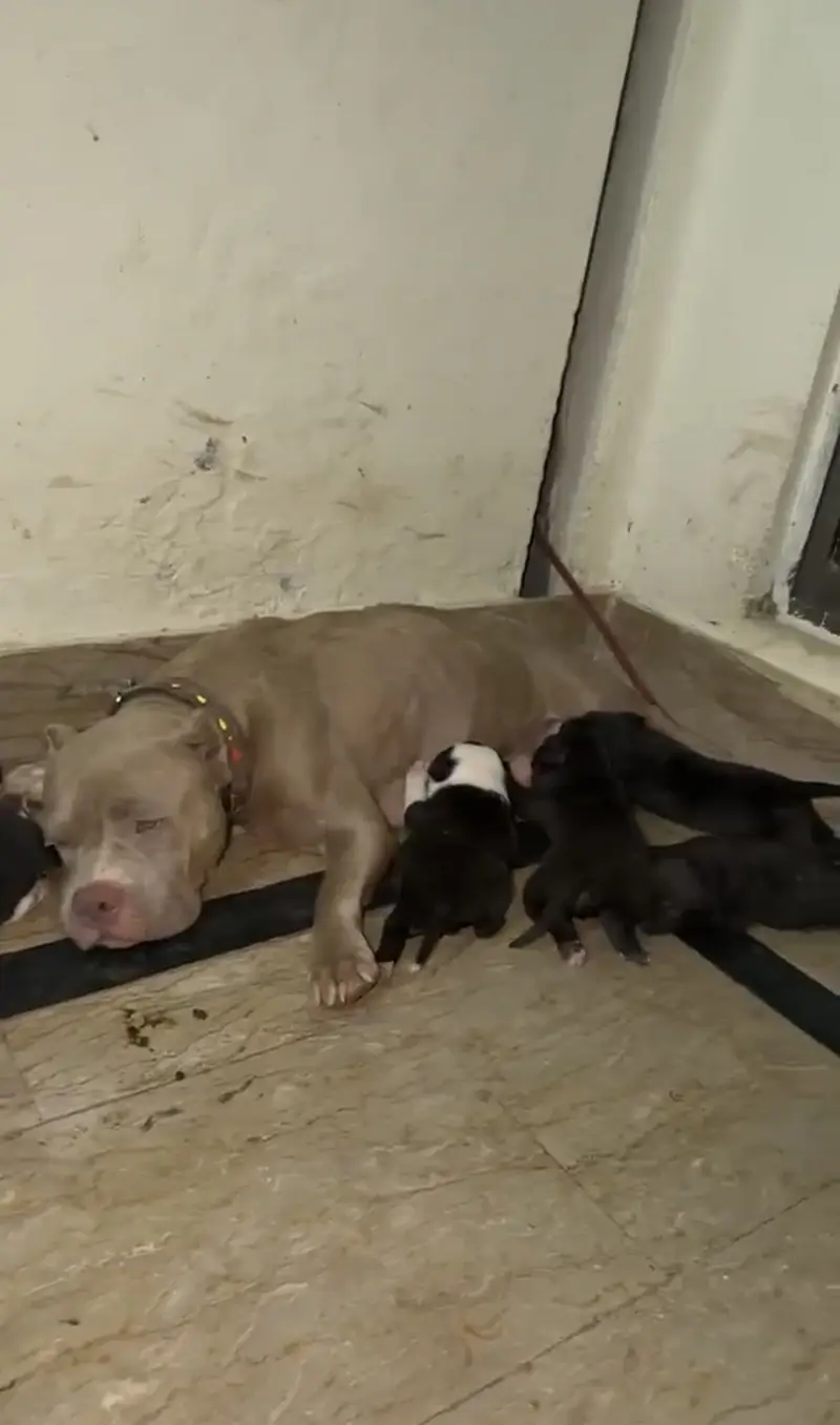 Supreme quality pups(ameican/bully/pitbull) — photo 2