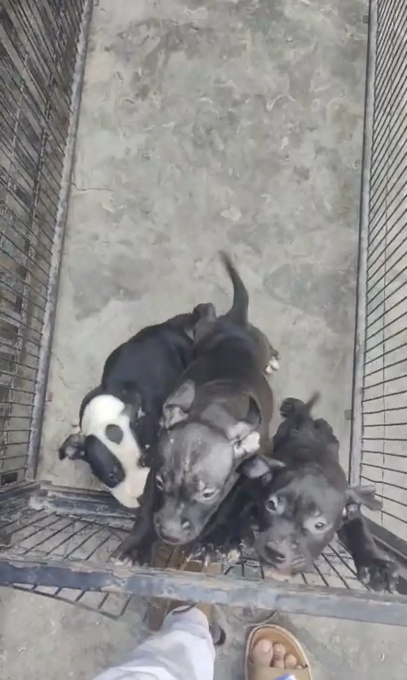 Supreme quality pups(ameican/bully/pitbull) — photo 3