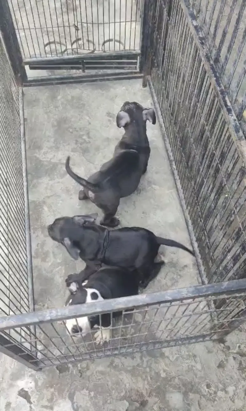 Supreme quality pups(ameican/bully/pitbull) — photo 4