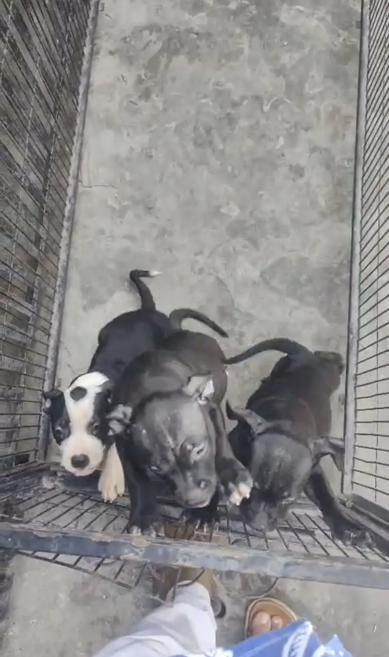 Supreme quality pups(ameican/bully/pitbull) — photo 5