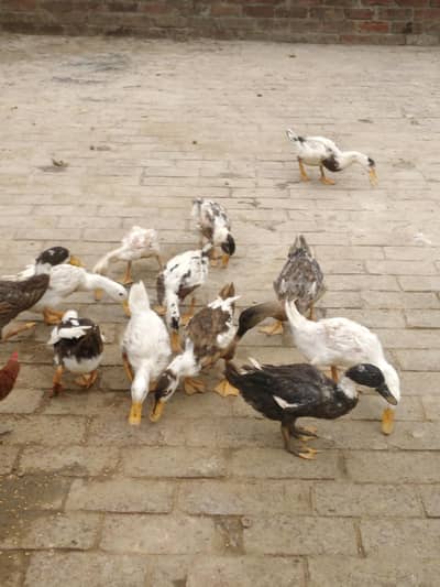 Ducks  4 to 5 months baby