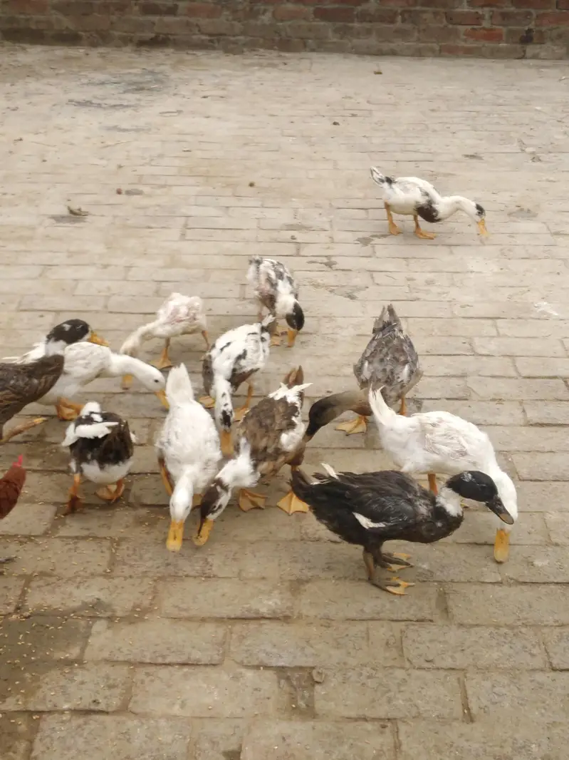 Ducks  4 to 5 months baby