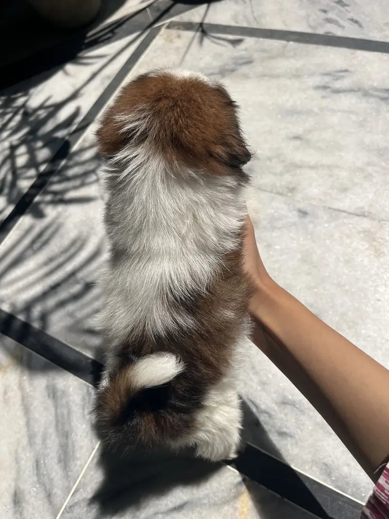 Female shihtzu puppy available pee poop trained — photo 4