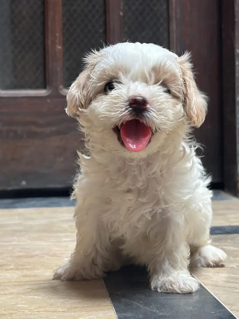 Female shihtzu puppy available pee poop trained — photo 5