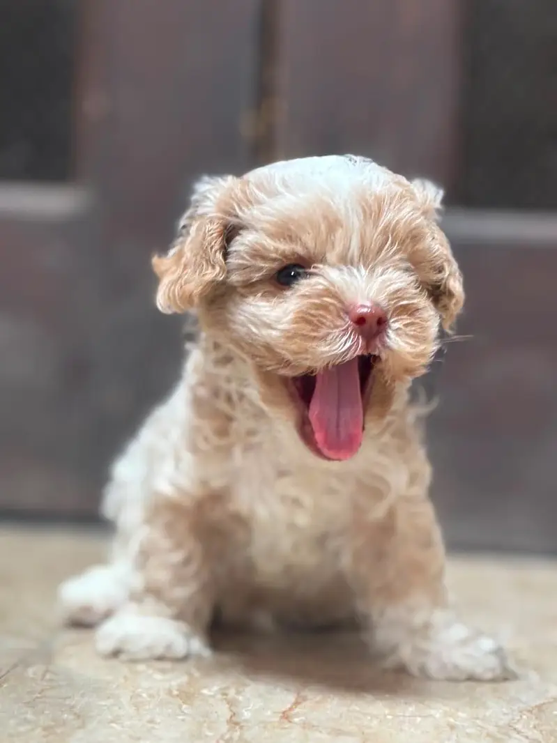 Female shihtzu puppy available pee poop trained — photo 6