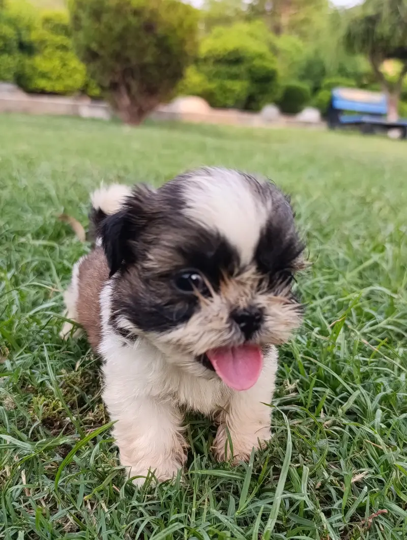 Female shihtzu puppy available pee poop trained — photo 7