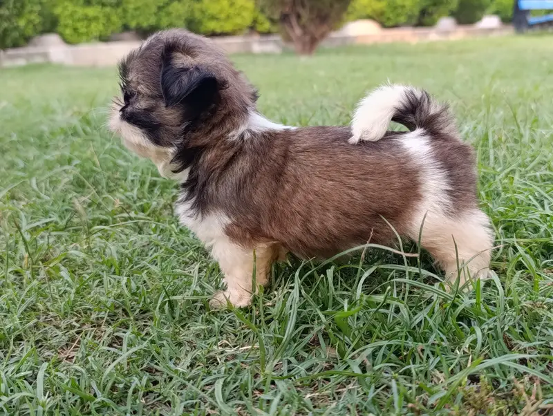 Female shihtzu puppy available pee poop trained — photo 8