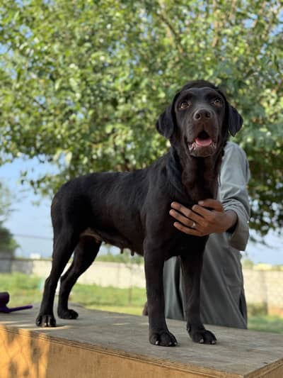 Pedigree Labrador Chocolate Female