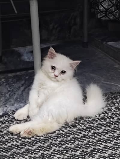 Male persion cat 3 month baby For sale