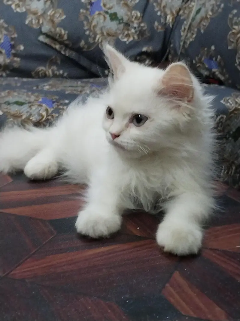 Male persion cat 3 month baby For sale — photo 3