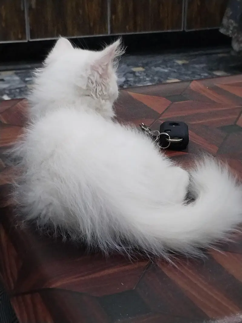 Male persion cat 3 month baby For sale — photo 4
