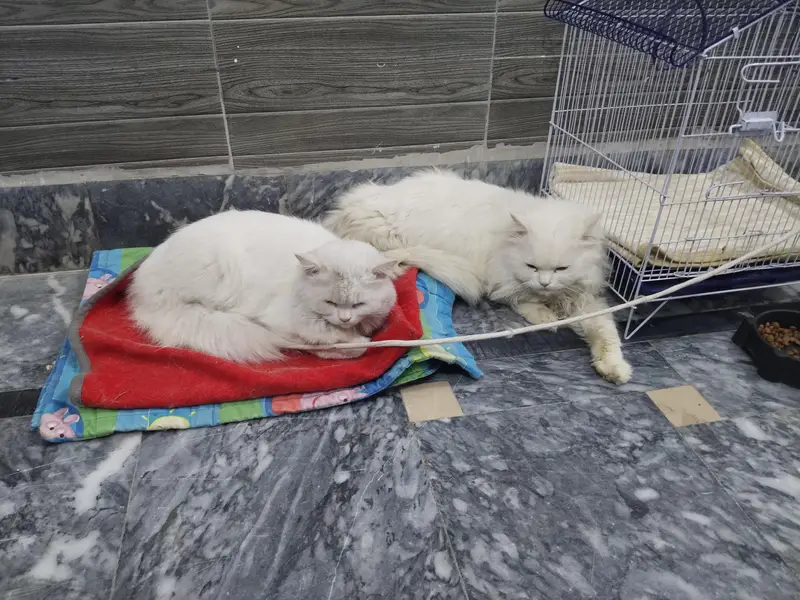 Male persion cat 3 month baby For sale — photo 5