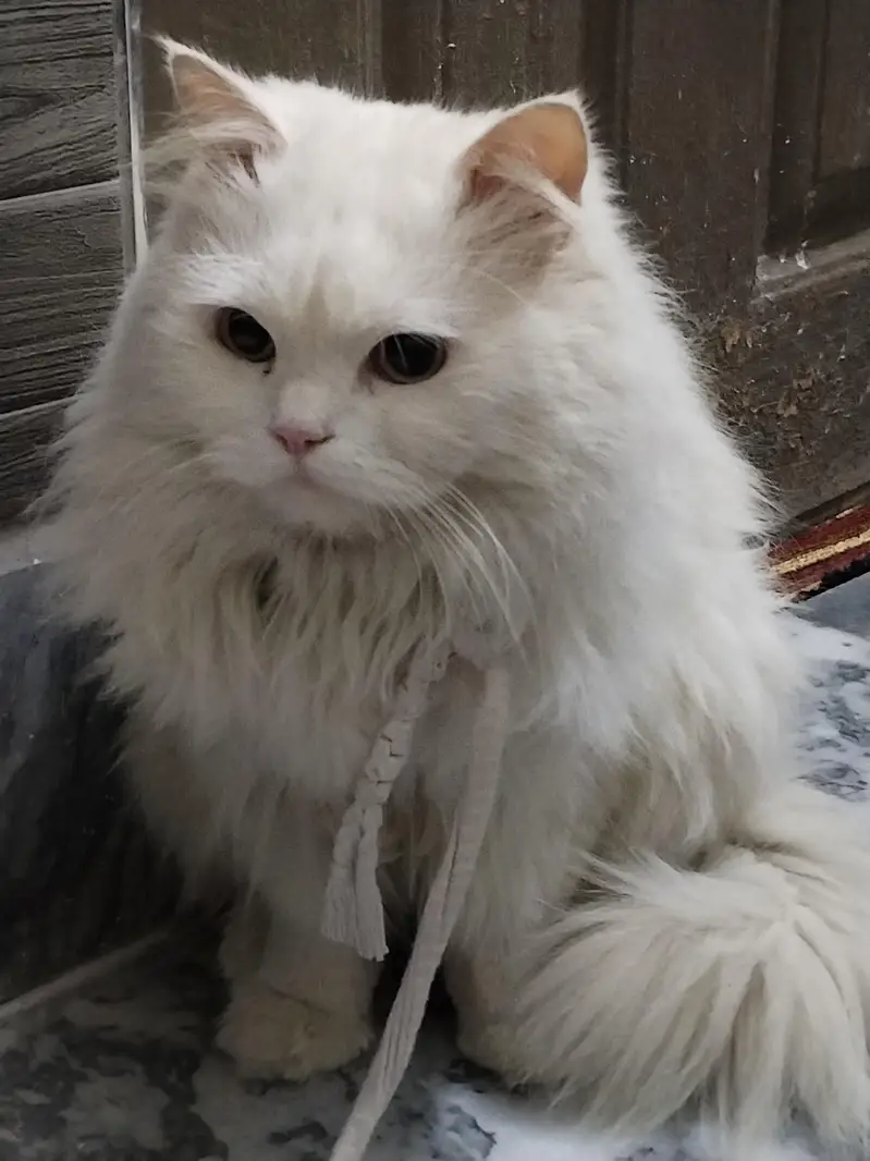 Male persion cat 3 month baby For sale — photo 6