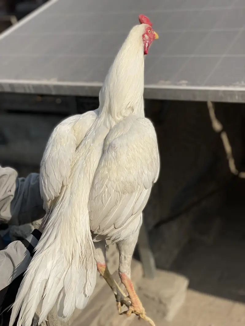 Heera aseel murga chutki per laga hua hai — photo 2