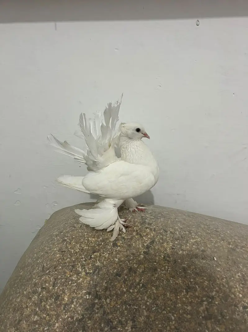 breeder piar available — photo 2