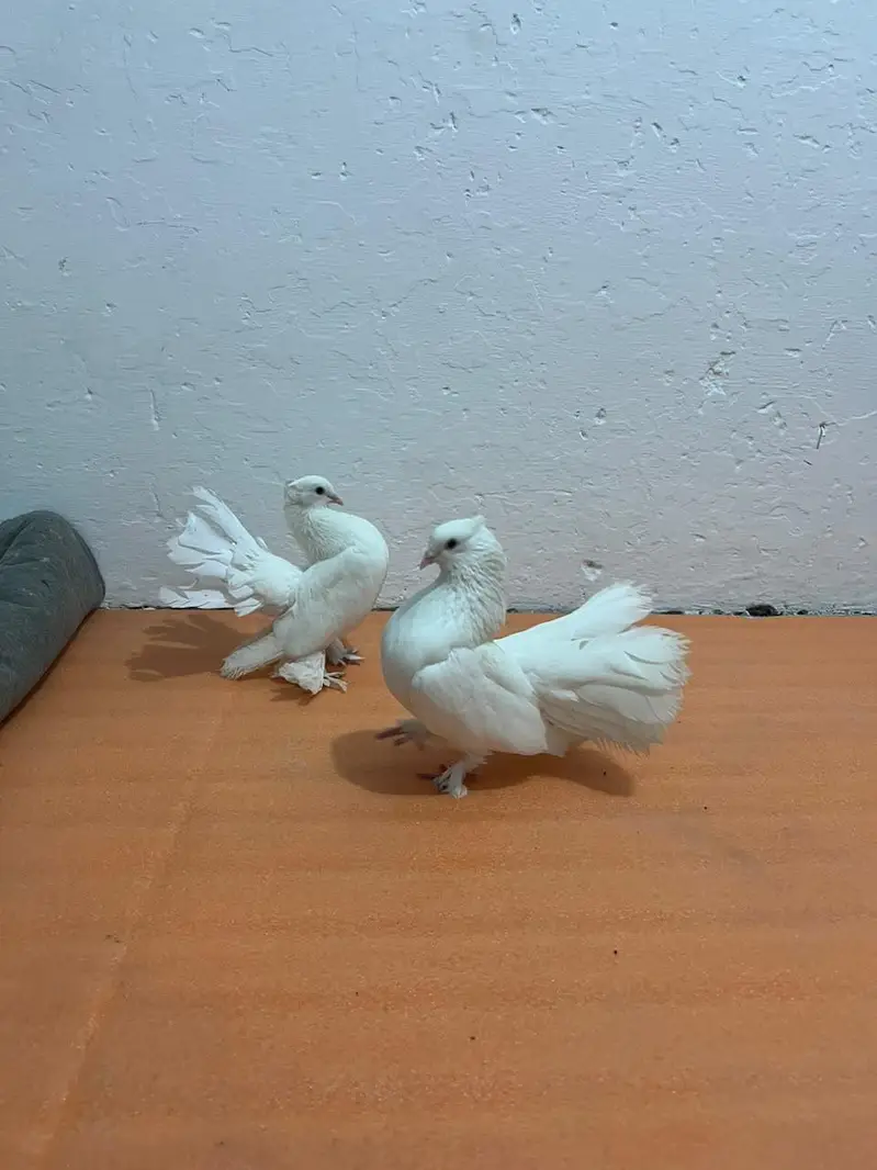 breeder piar available — photo 3