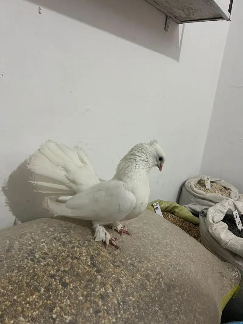 breeder piar available — photo 4