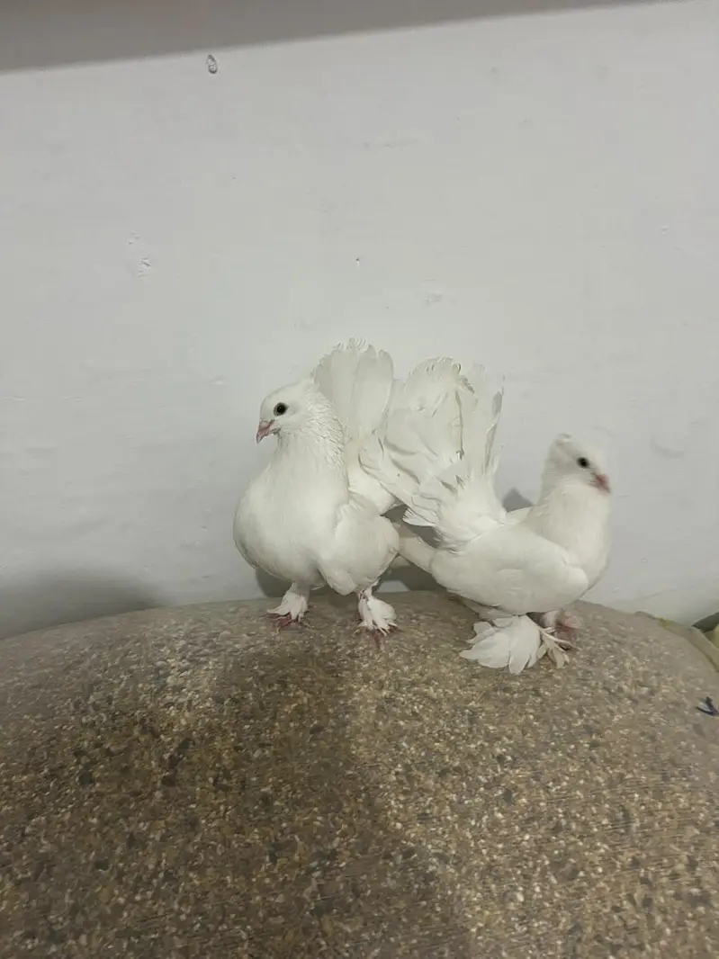 breeder piar available — photo 5