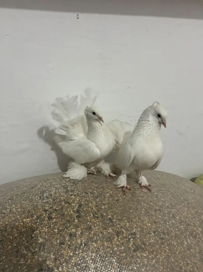 breeder piar available — photo 6