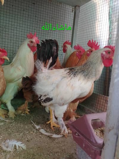 Fancy Male/Cock