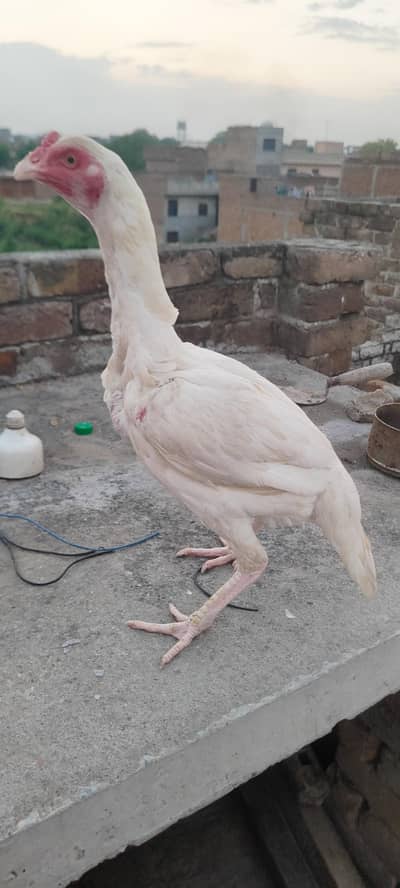 heeri madi and Pathi for sale