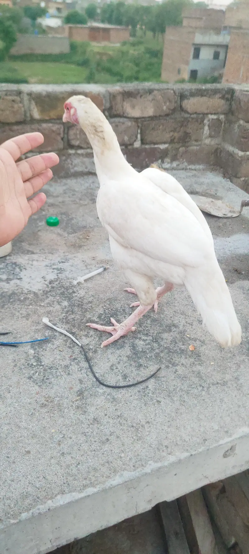heeri madi and Pathi for sale — photo 3