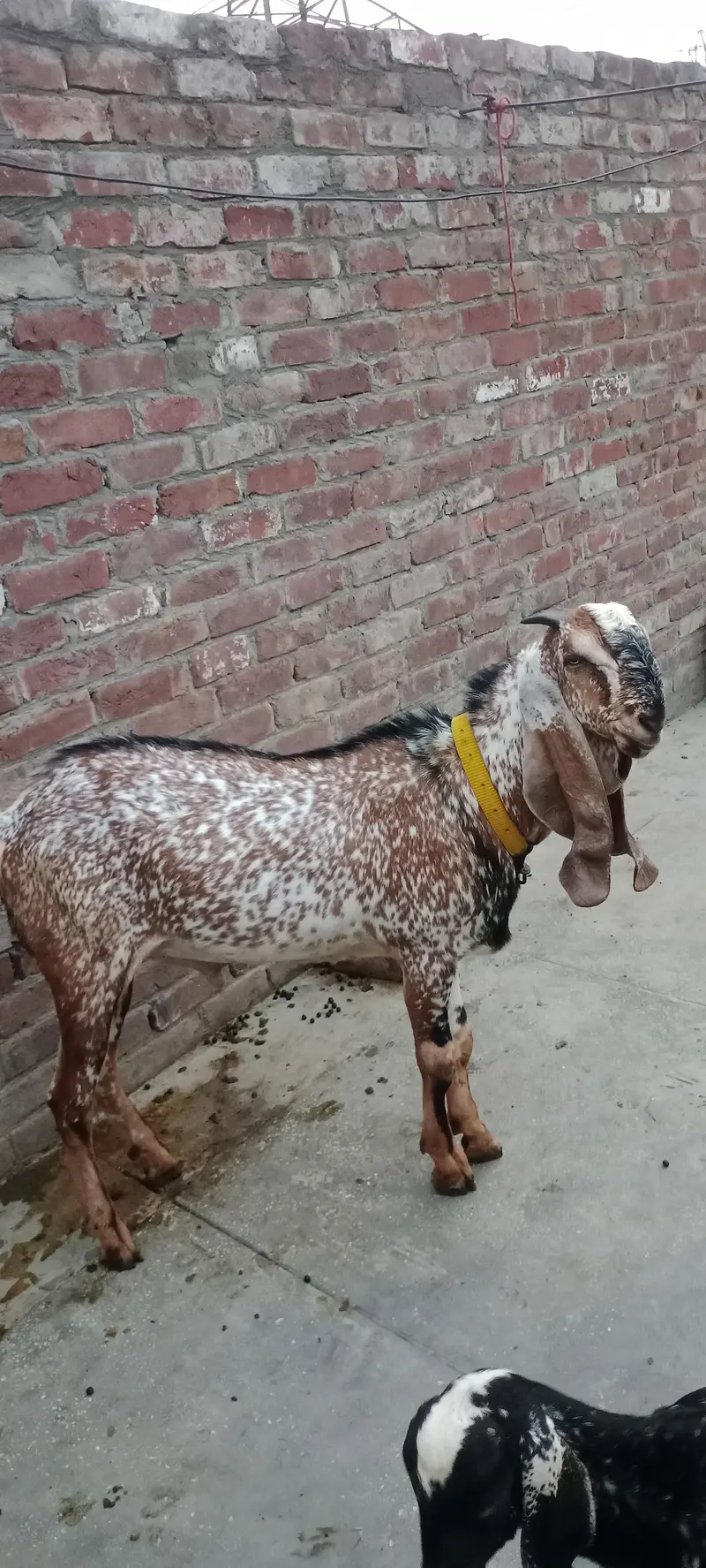 راجن پوری نسل کا ہیلدی میل بکرا - قربانی کے لیے بہترین - لاہور — photo 2