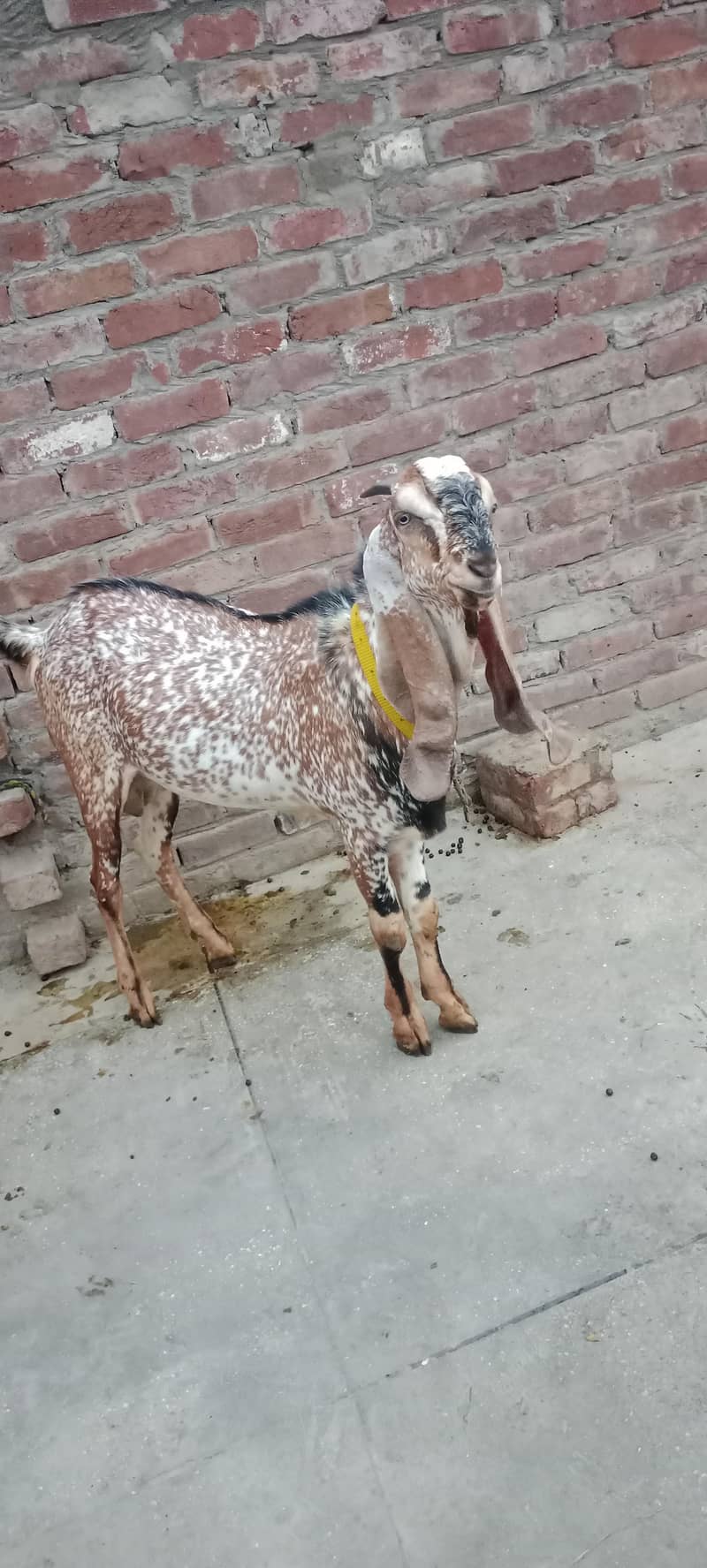 راجن پوری نسل کا ہیلدی میل بکرا - قربانی کے لیے بہترین - لاہور 2