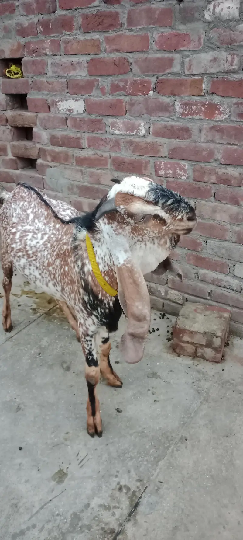 راجن پوری نسل کا ہیلدی میل بکرا - قربانی کے لیے بہترین - لاہور — photo 5