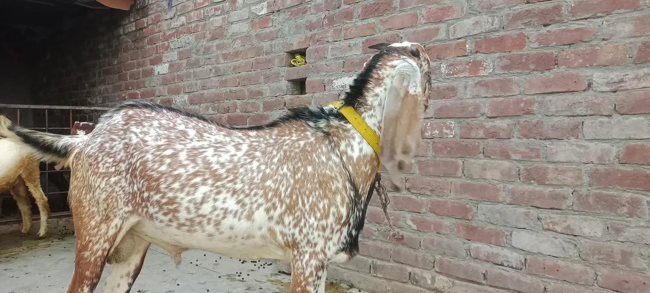 راجن پوری نسل کا ہیلدی میل بکرا - قربانی کے لیے بہترین - لاہور — photo 6
