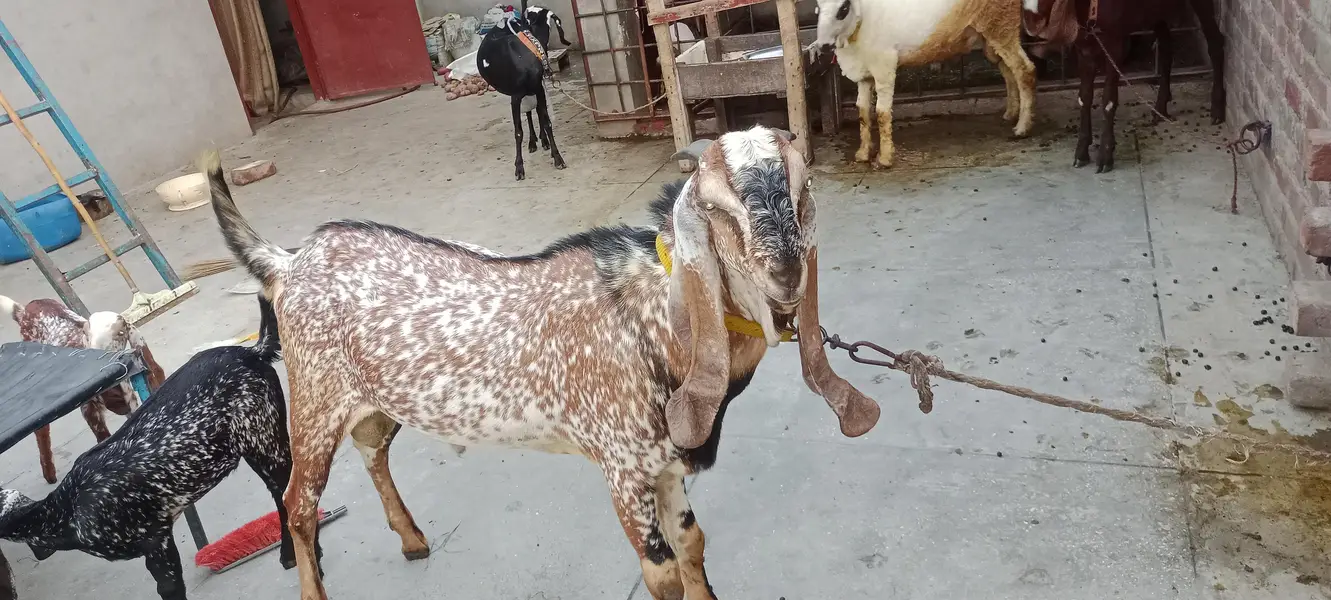 راجن پوری نسل کا ہیلدی میل بکرا - قربانی کے لیے بہترین - لاہور — photo 8