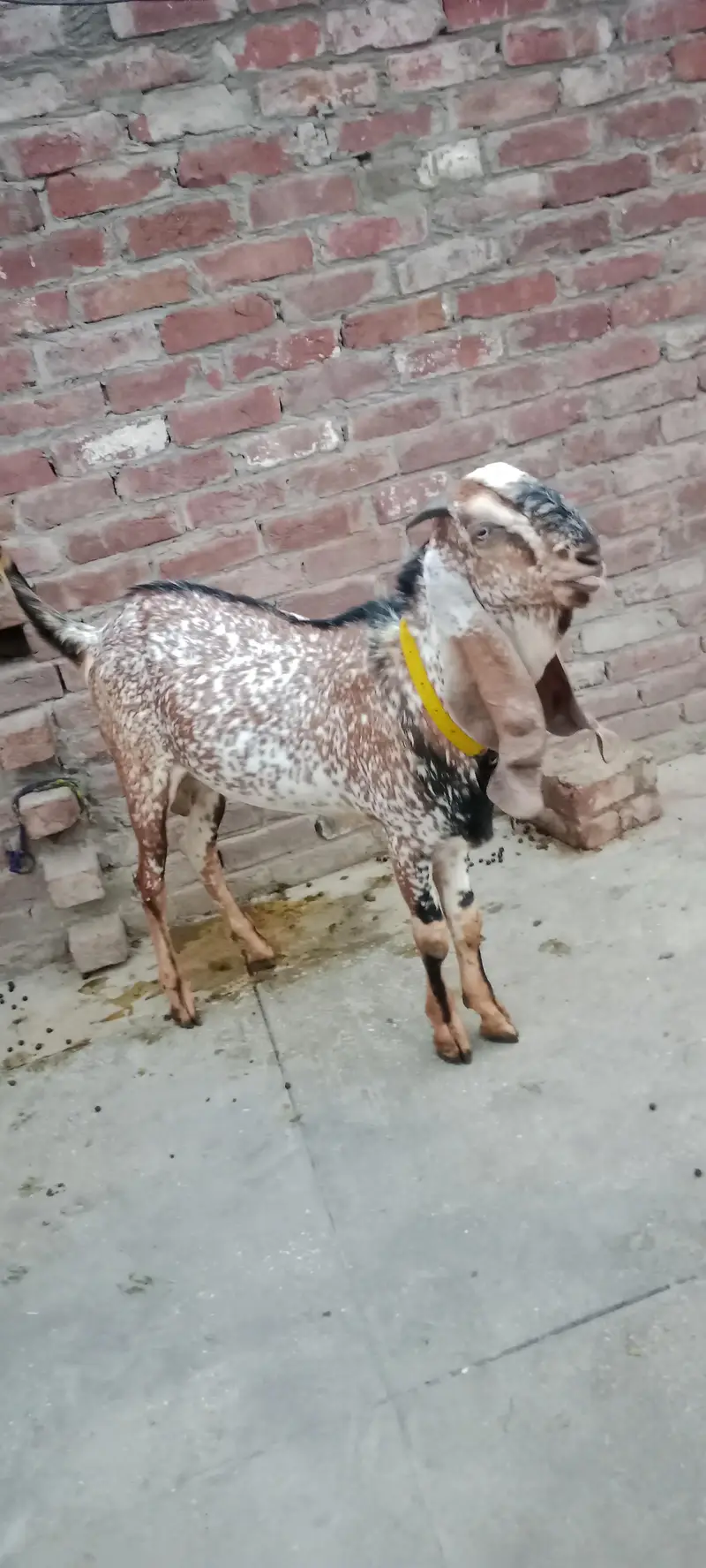 راجن پوری نسل کا ہیلدی میل بکرا - قربانی کے لیے بہترین - لاہور — photo 11