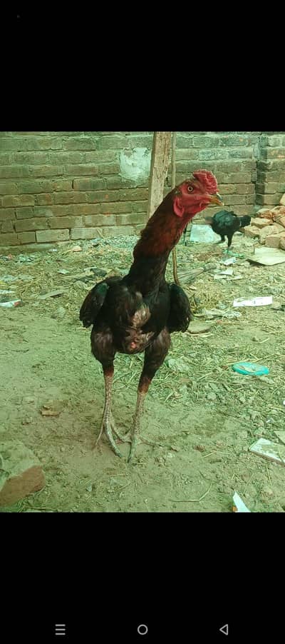 pure thai aseel bacha. eggs available