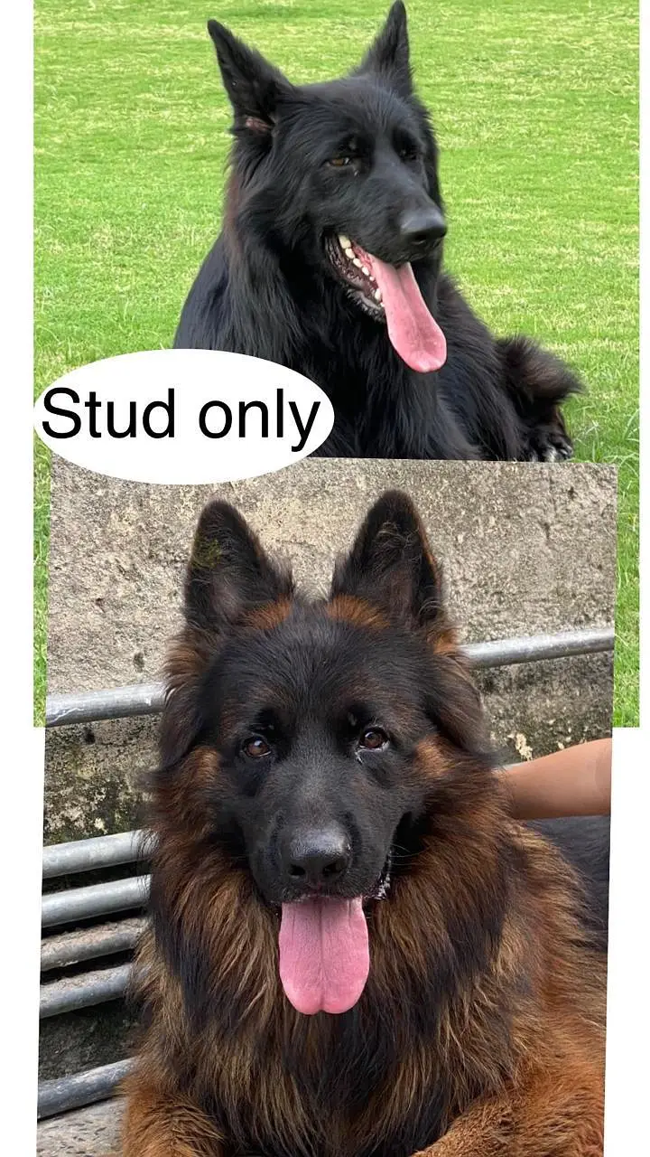 Solid black & Black tain long coat Stud male available for Stud /Cross — photo 2