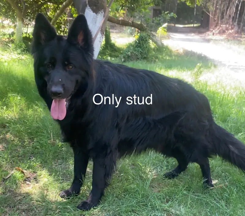 Solid black & Black tain long coat Stud male available for Stud /Cross — photo 3