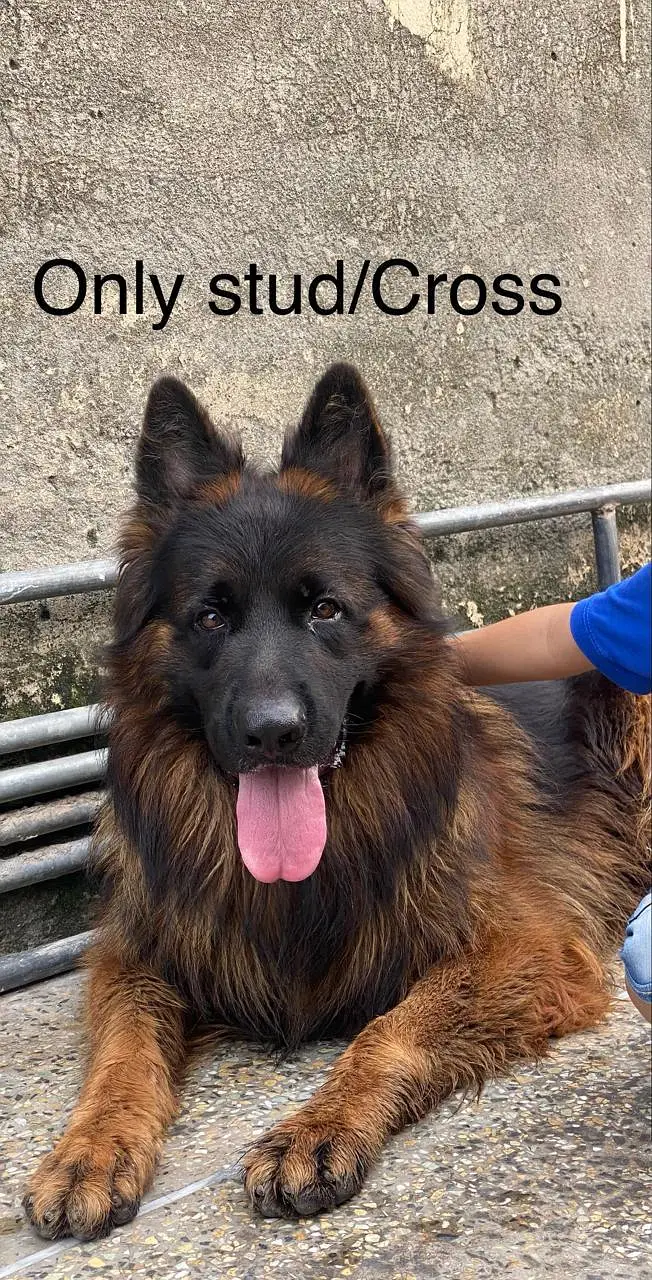 Solid black & Black tain long coat Stud male available for Stud /Cross — photo 4