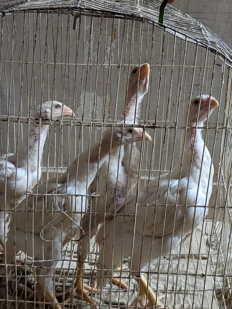 shamo paper white chicks — photo 2