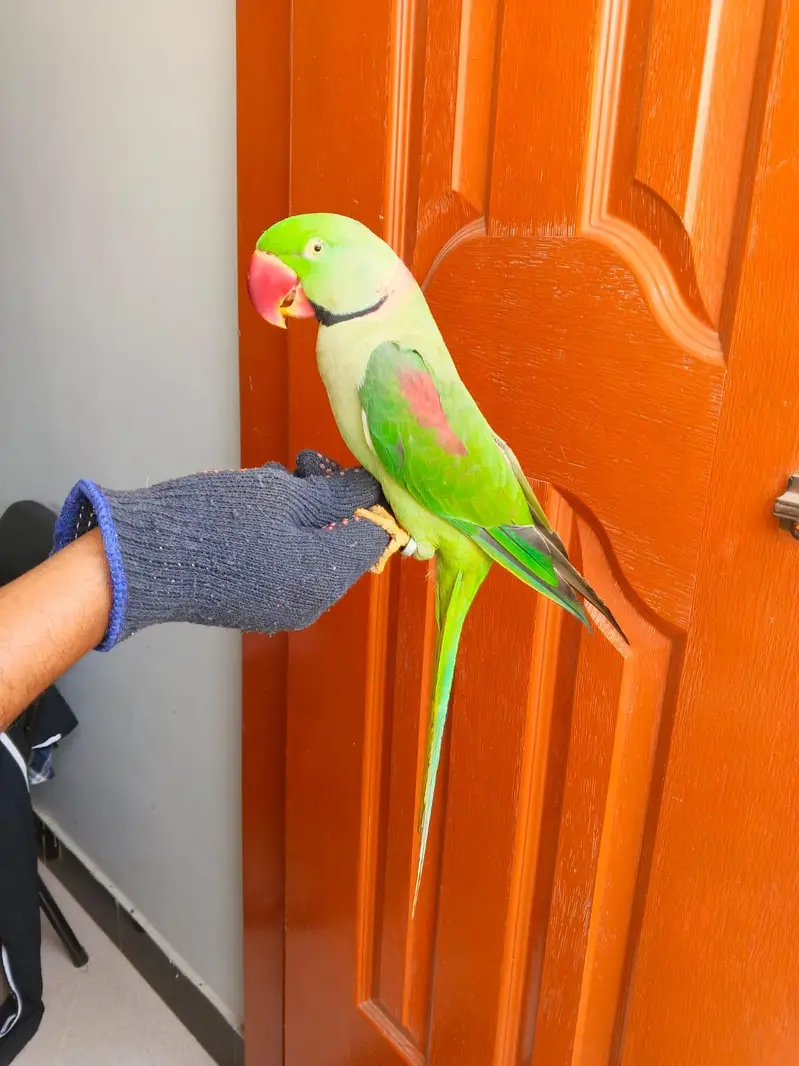 raw parrot male — photo 2