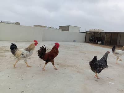 Desi Hens sale 4 Male 5 Female