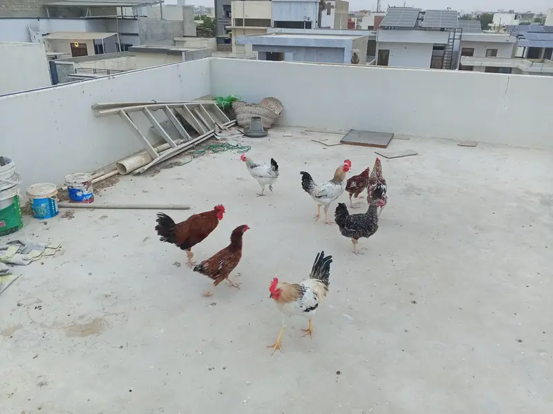 Desi Hens sale 4 Male 5 Female — photo 3