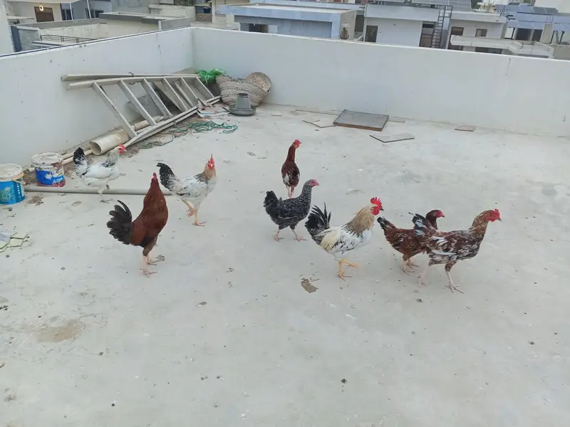 Desi Hens sale 4 Male 5 Female — photo 4