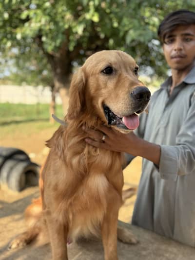 Pedigree Golden Retriever Male