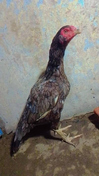 aseel hen available