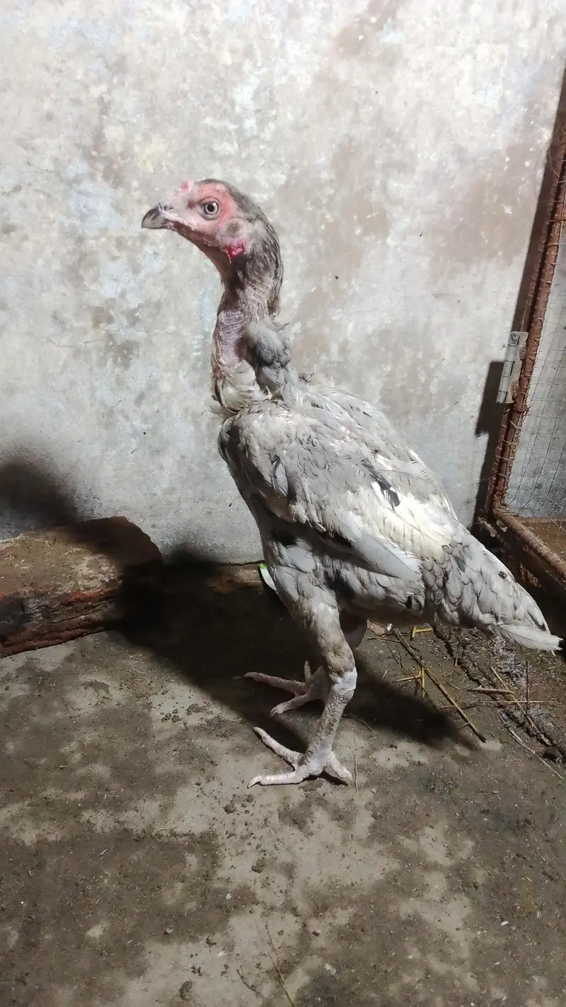 aseel hen available — photo 4