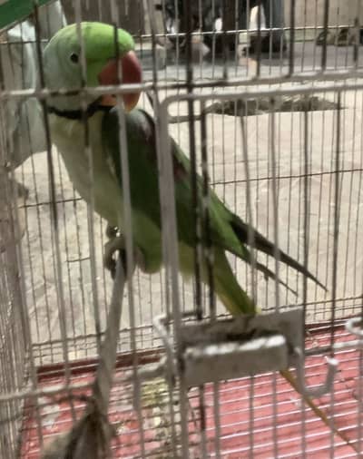 Raw parrot
