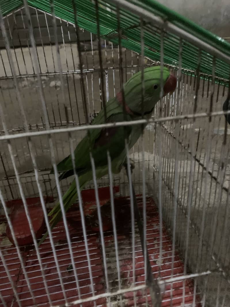 Raw parrot 1