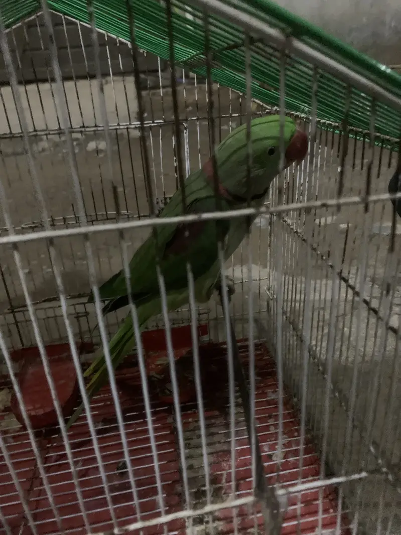 Raw parrot — photo 2