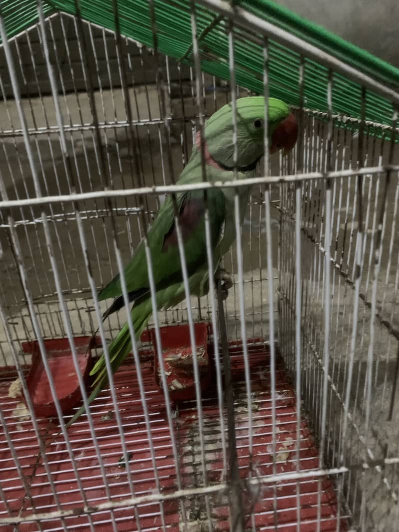 Raw parrot 2