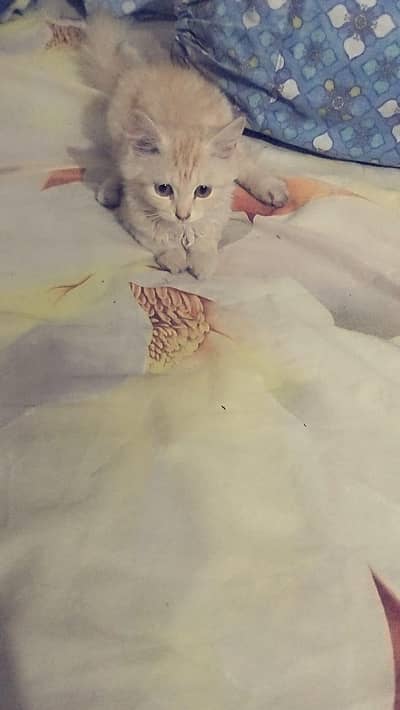 cute my cat 4sale