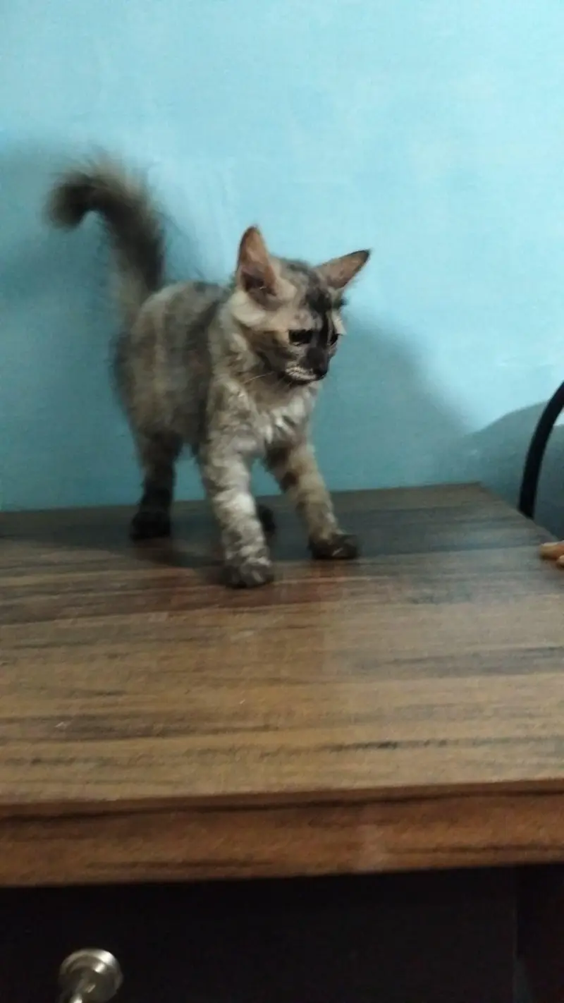 cute my cat 4sale — photo 2